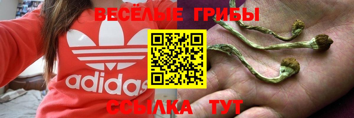 Псилоцибиновые грибы Cubensis Североморск